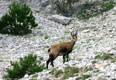 Chamois dans le Ventoux - H�tel du Fiacre - Carpentras