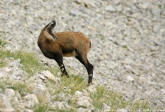 Chamois dans le Ventoux - H�tel du Fiacre - Carpentras