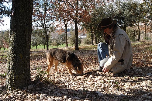 Eric Jaumard � la recherche de Truffes