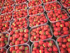 Fraises de Carpentras